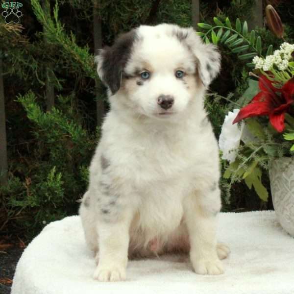 Adrian, Australian Shepherd Puppy