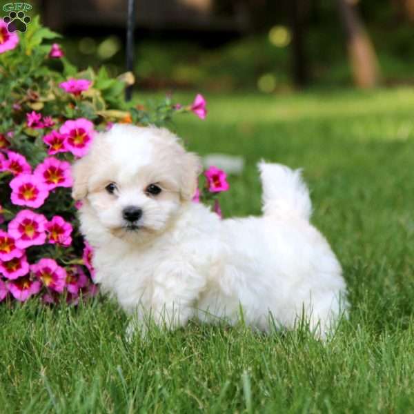 Alec, Coton de Tulear Puppy