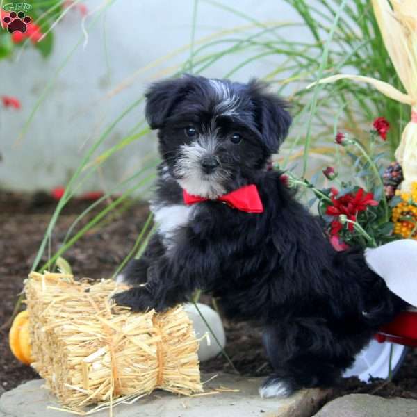 Alexis Eve, Morkie / Yorktese Puppy