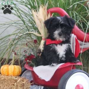 Alexis Eve, Morkie / Yorktese Puppy