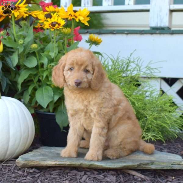 Ali, Mini Goldendoodle Puppy