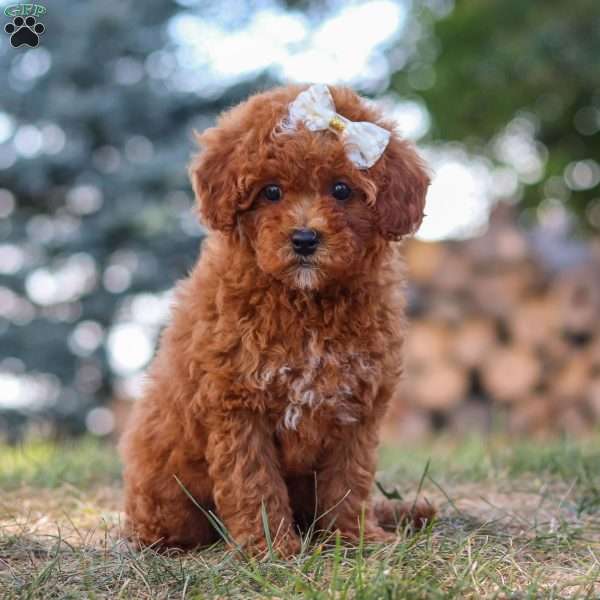 Alice, Cavapoo Puppy