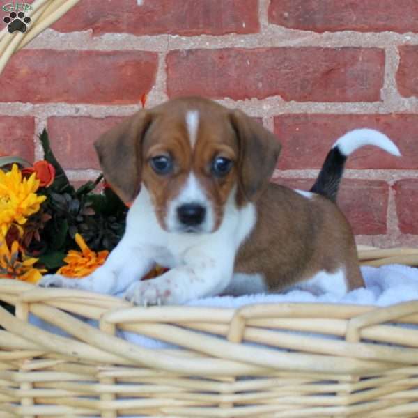 Alice, Jack Russell Mix Puppy