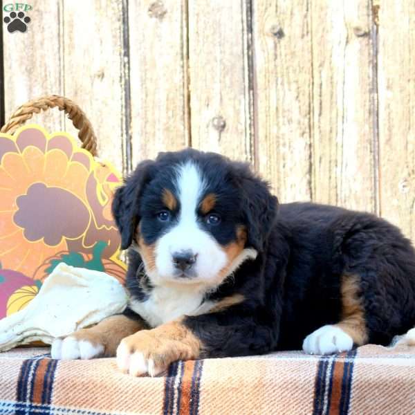 Alice, Bernese Mountain Dog Puppy