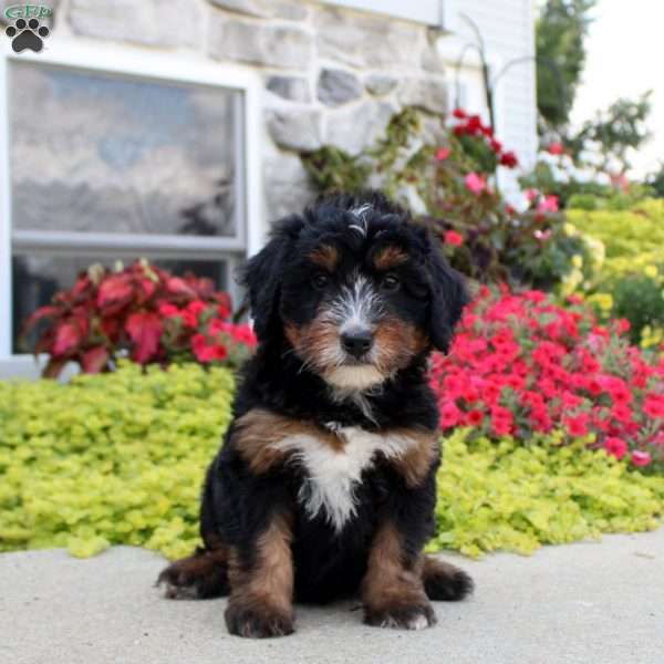 Alice, Mini Bernedoodle Puppy