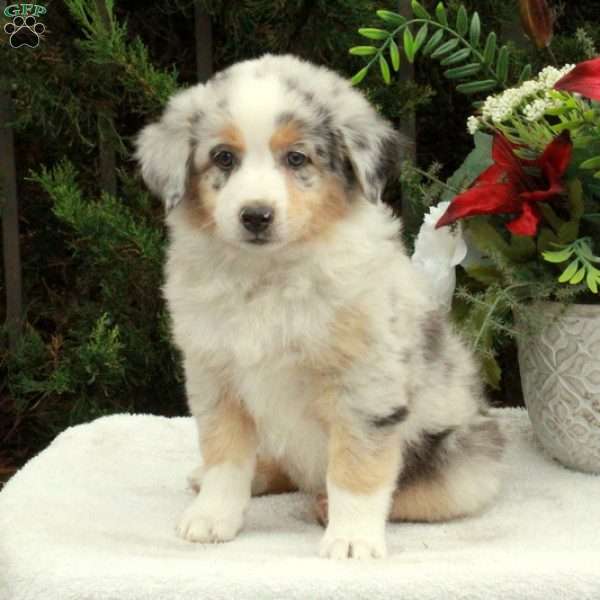 Alissa, Australian Shepherd Puppy