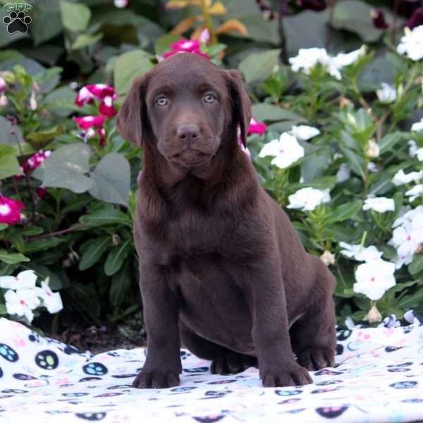 Allie, Chocolate Labrador Retriever Puppy