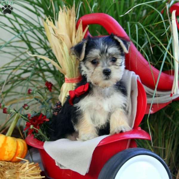 Amber Sunshine, Morkie / Yorktese Puppy