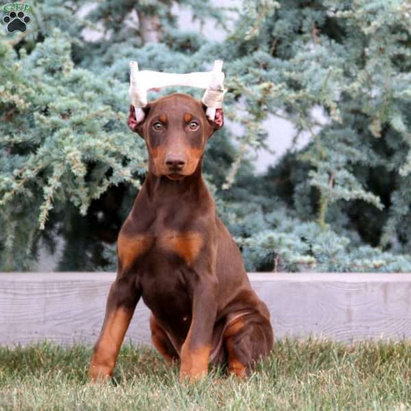 Amber, Doberman Pinscher Puppy