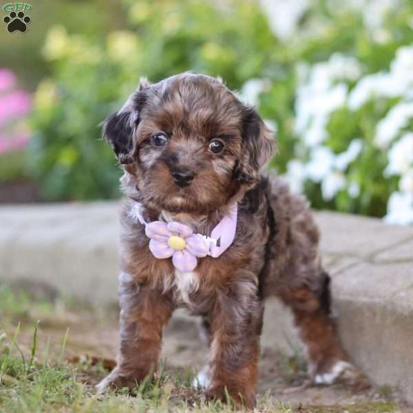 Amy, Cavapoo Puppy