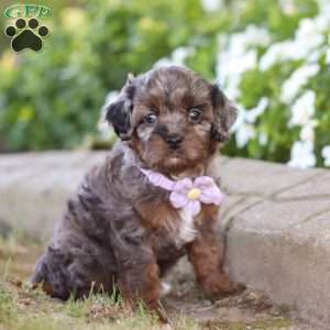 Amy, Cavapoo Puppy