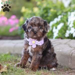 Amy, Cavapoo Puppy