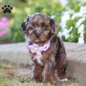 Amy, Cavapoo Puppy