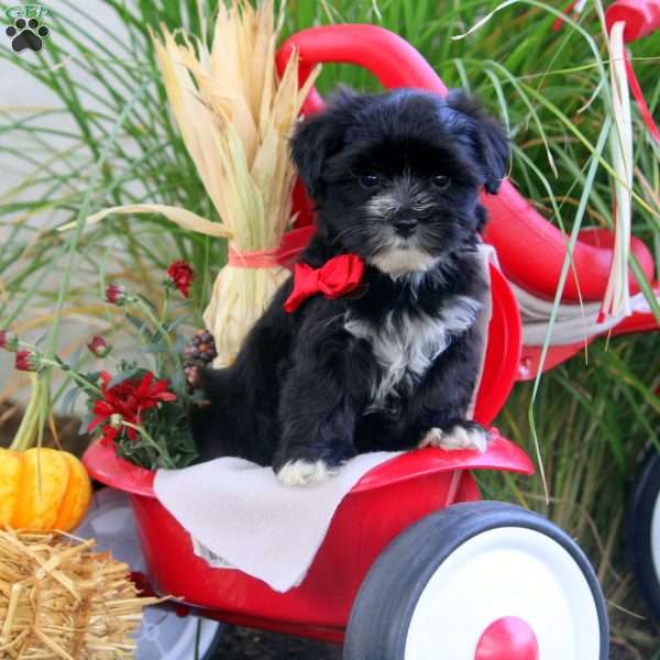 Amy Pearl, Morkie / Yorktese Puppy