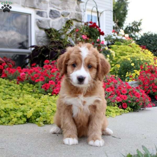 Amy, Mini Bernedoodle Puppy