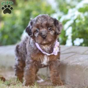 Amy, Cavapoo Puppy