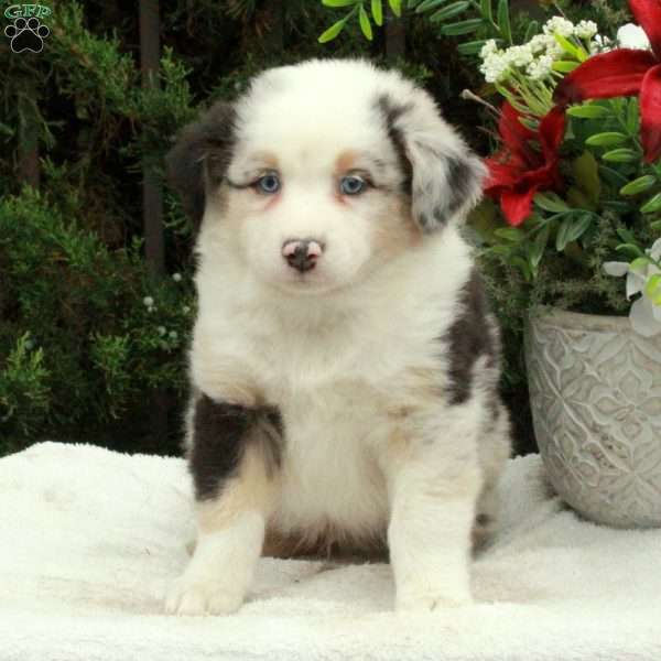 Andrew, Australian Shepherd Puppy