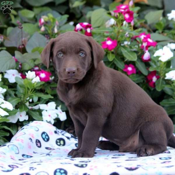 Andy, Chocolate Labrador Retriever Puppy