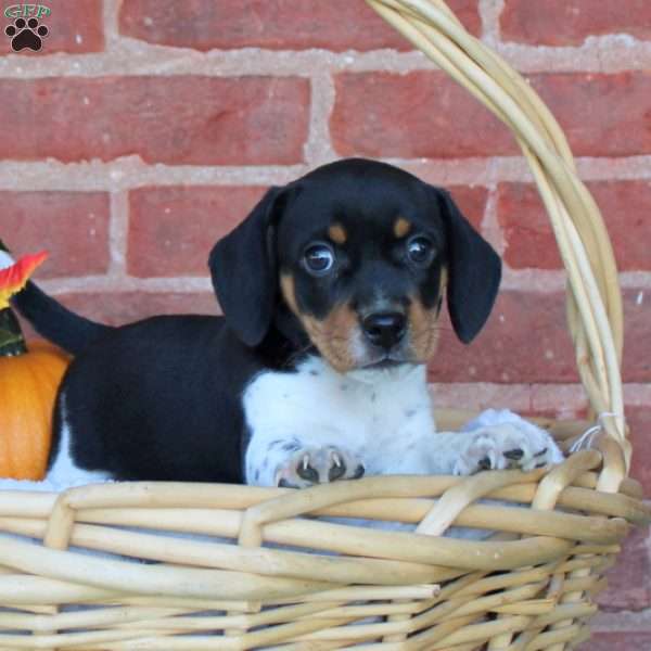 Andy, Jack Russell Mix Puppy