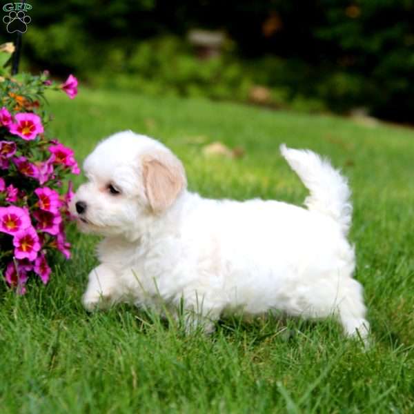 Andy, Coton de Tulear Puppy