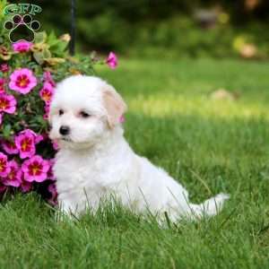 Andy, Coton de Tulear Puppy