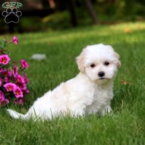 Andy, Coton de Tulear Puppy