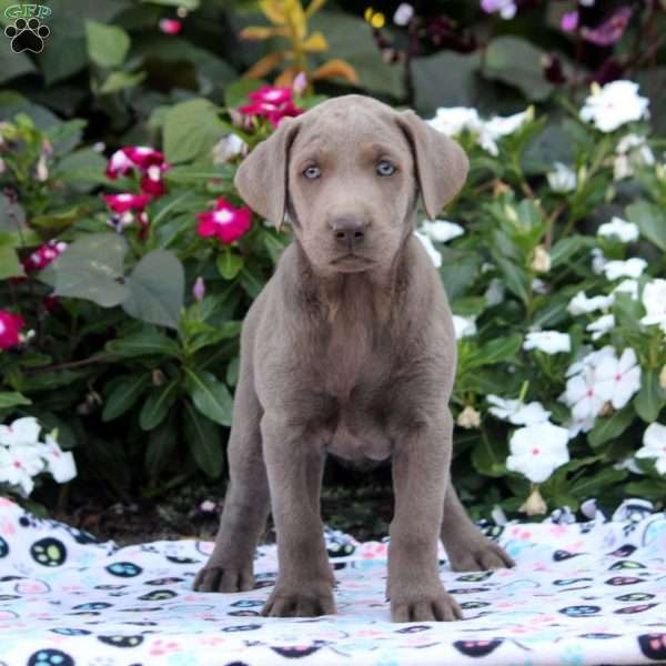 Angel, Silver Labrador Retriever Puppy