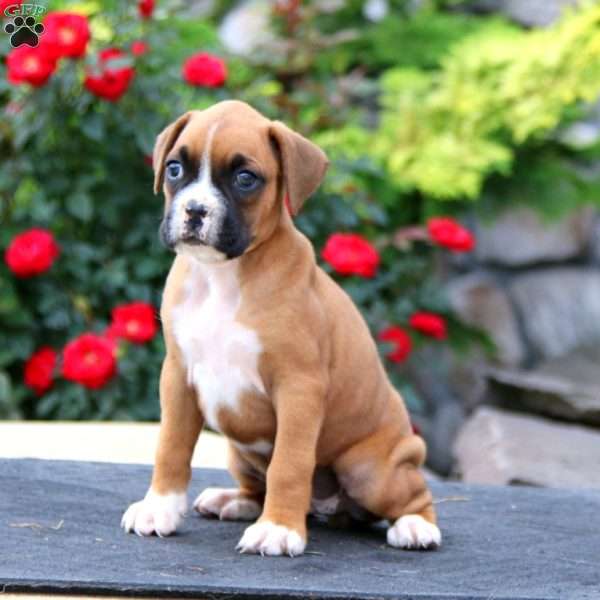 Anita, Boxer Puppy