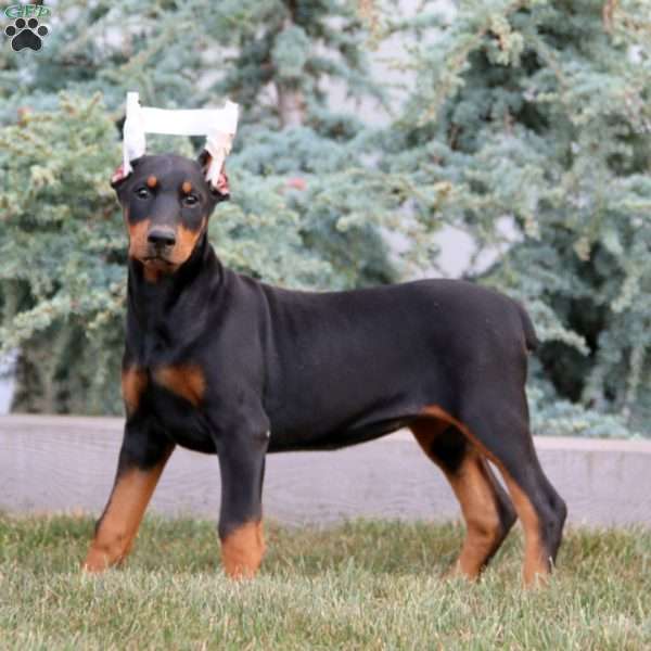 Anita, Doberman Pinscher Puppy