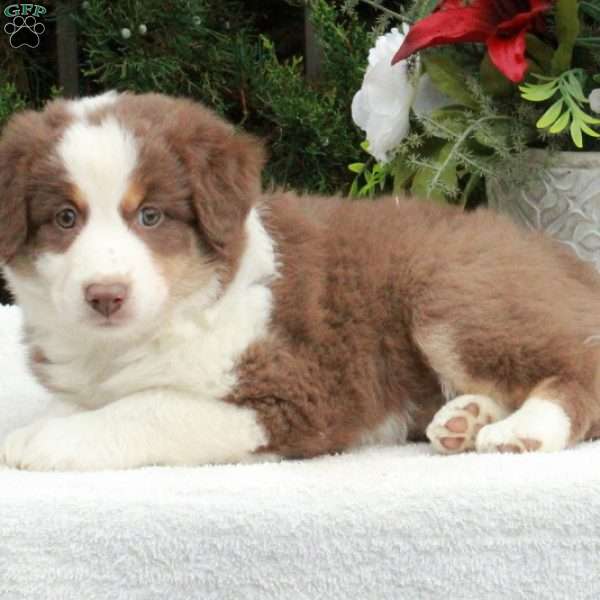 Anne, Australian Shepherd Puppy