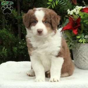 Anne, Australian Shepherd Puppy