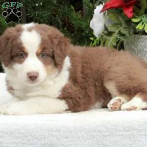 Anne, Australian Shepherd Puppy