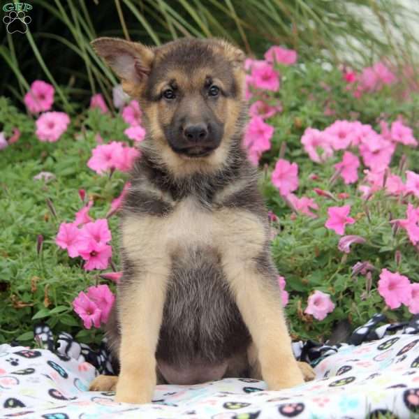 Annie, German Shepherd Puppy