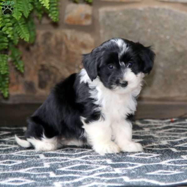 Annie, Miniature Poodle Mix Puppy