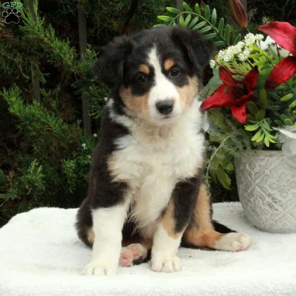 Anthony, Australian Shepherd Puppy