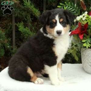 Anthony, Australian Shepherd Puppy