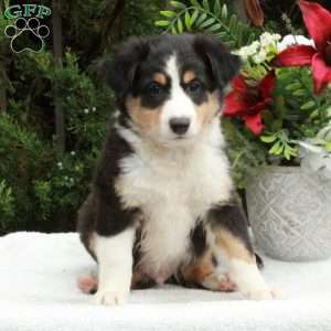 Anthony, Australian Shepherd Puppy