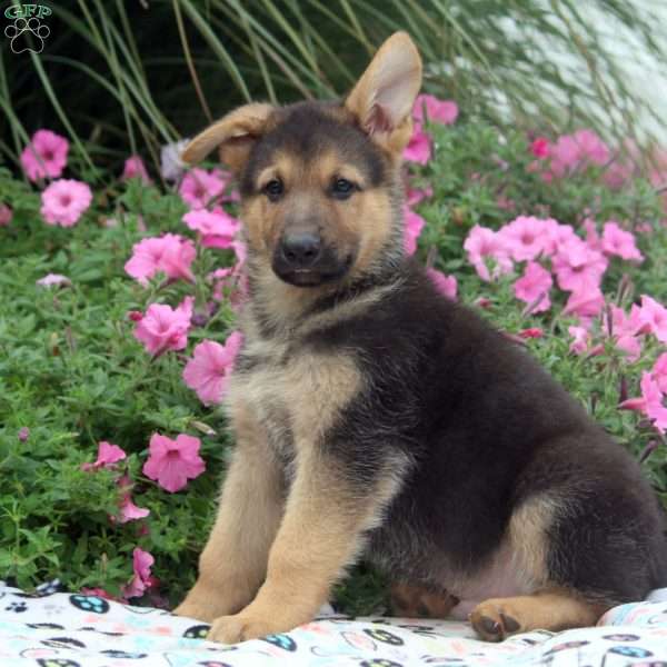 Anton, German Shepherd Puppy