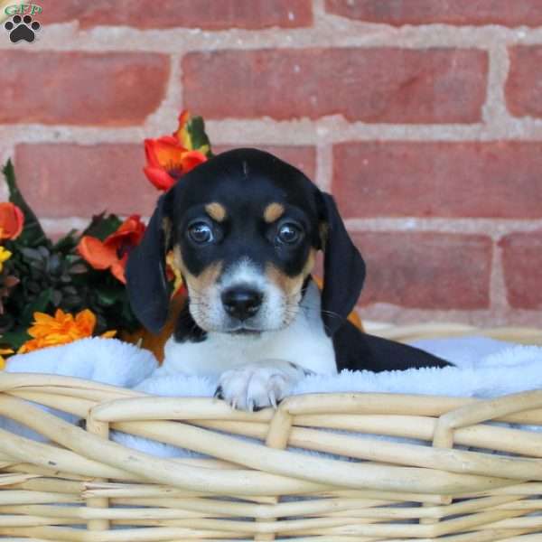 Apollo, Jack Russell Mix Puppy