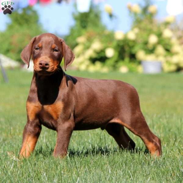 Apollo, Doberman Pinscher Puppy