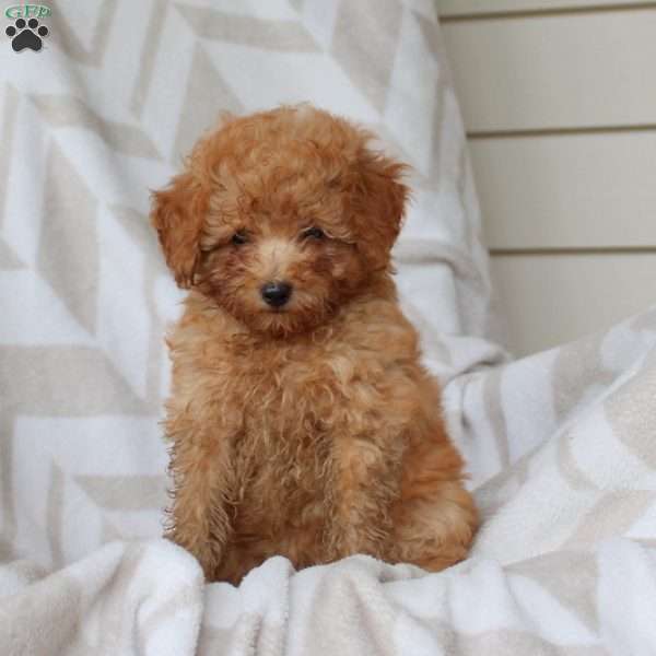 Apricot, Miniature Poodle Puppy