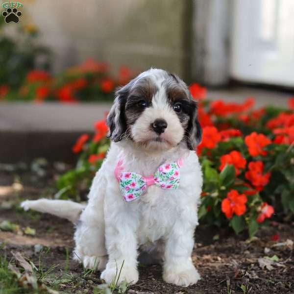 April, Cavapoo Puppy