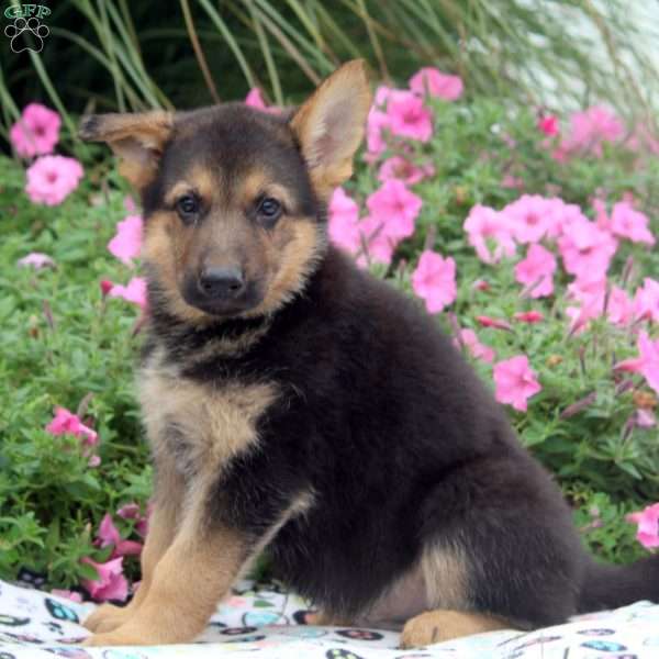 Archer, German Shepherd Puppy