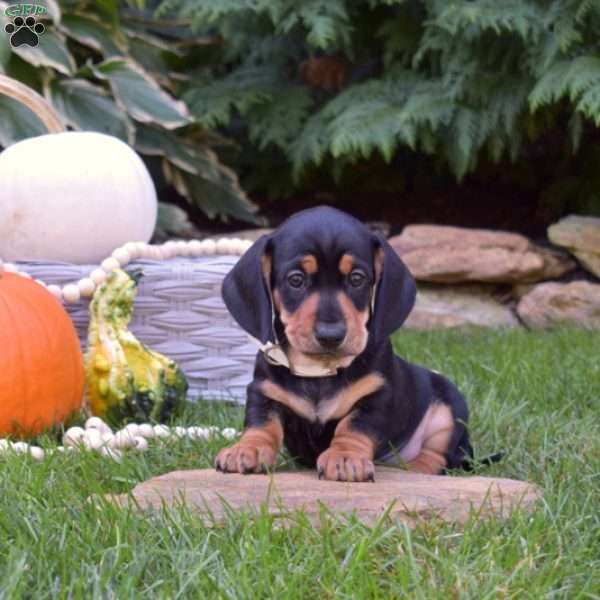 Archer-Mini, Dachshund Puppy