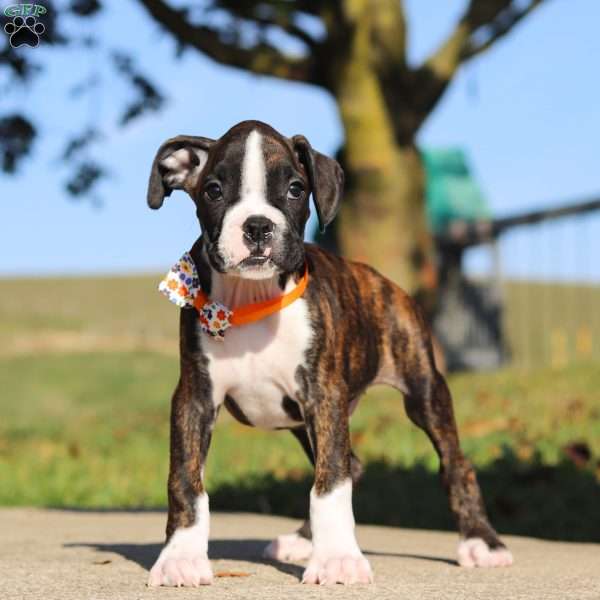 Archie, Boxer Puppy