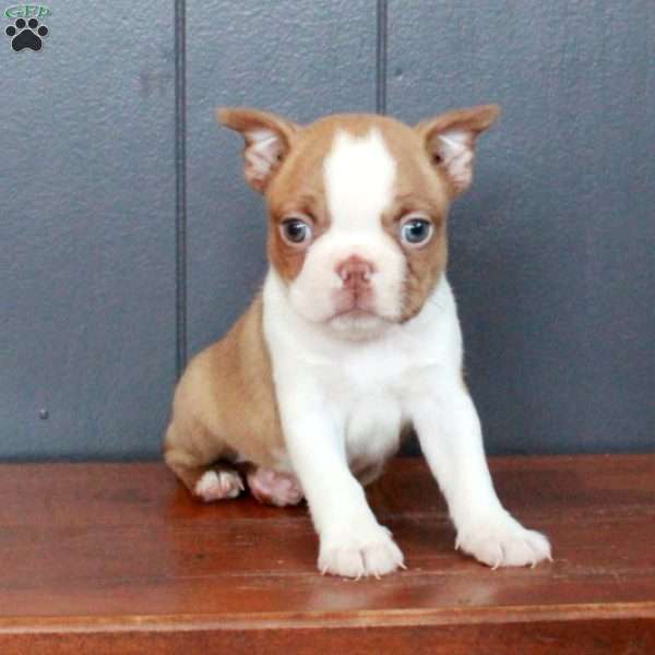 Archie, Boston Terrier Puppy