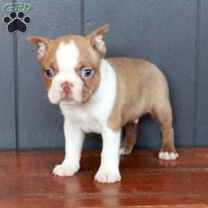 Archie, Boston Terrier Puppy