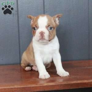 Archie, Boston Terrier Puppy