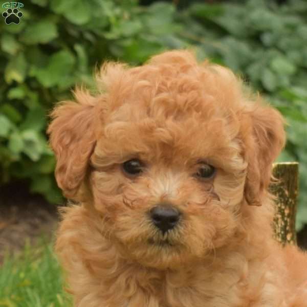 Archie, Maltipoo Puppy