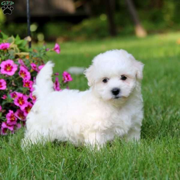 Archie, Coton de Tulear Puppy